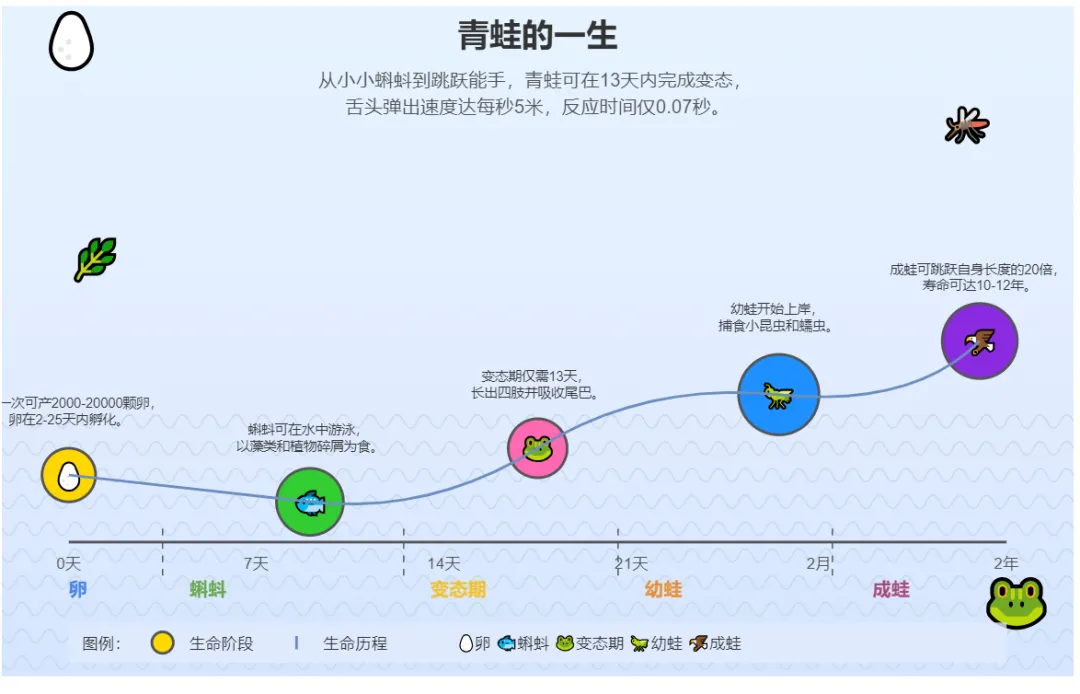 青蛙的一生